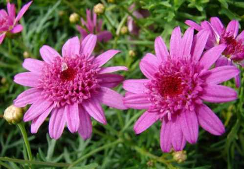 Квітка аргірантемум посадка Argyranthemum-frutescens фото