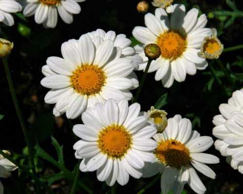 Аргірантемум вирощування Argyranthemum Frutescens Madeira White