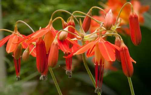 Квітка Бессера витончена Bessera elegans фото