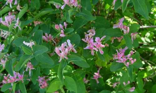 Жимолость татарська Lonicera tatarica фото