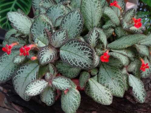 Епісция мідна Episcia cupreata фото