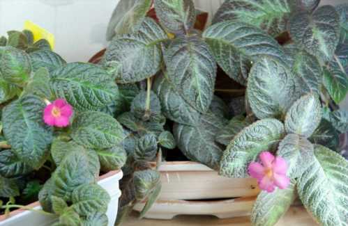 Епісция лісова красуня Episcia Silvans Beauty фото