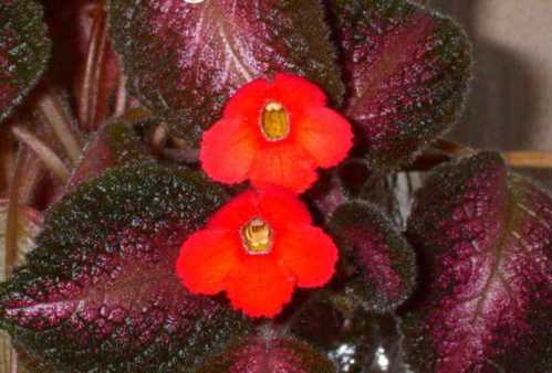 Епісция північне сяйво Episcia Northern Light фото