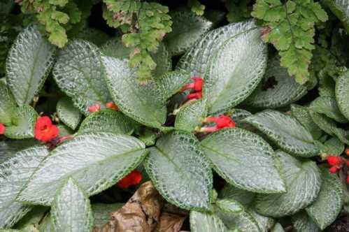 Епісция Срібне сяйво Episcia Silver Sheen фото