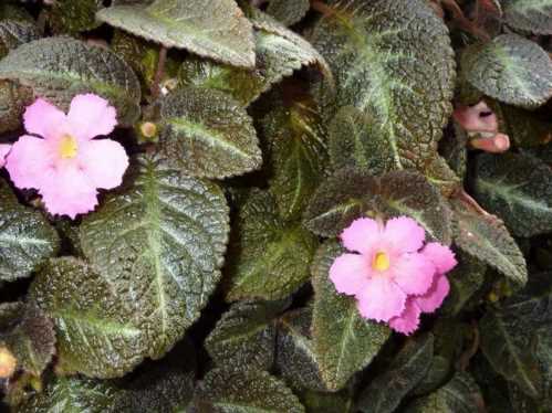 Епісция повзуча Episcia reptans фото