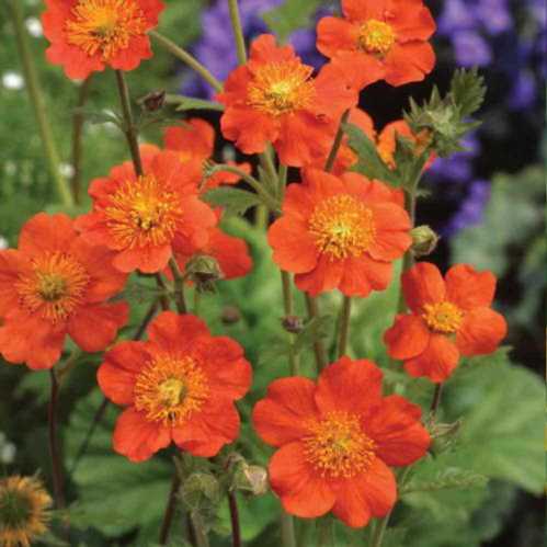 Гравилат махровий сорт Geum Queen of Orange фото