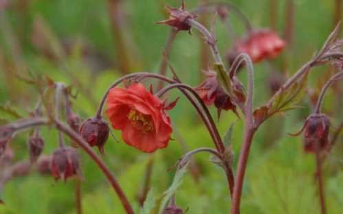 Гравілат річковий Geum rivale Flames of Passion фото