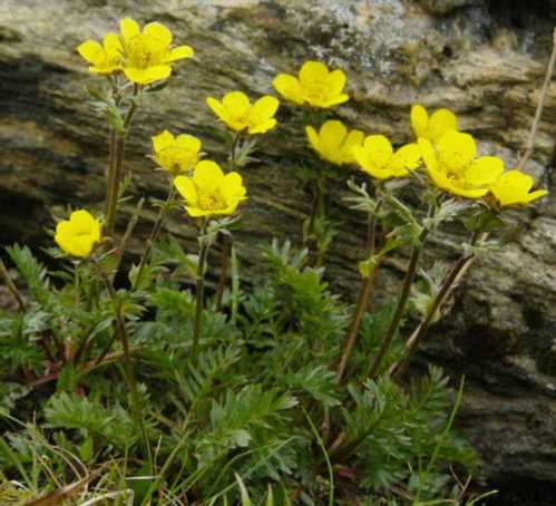 Гравилат Росса Geum rossii фото