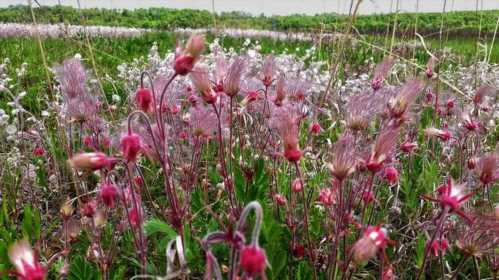 Гравилат трехцветковий Geum triflorum фото