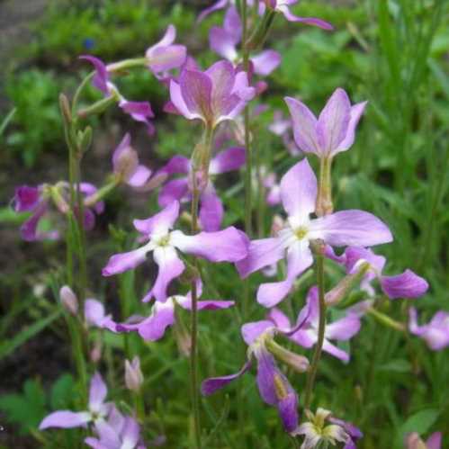 Матіола дворога Matthiola bicornis фото