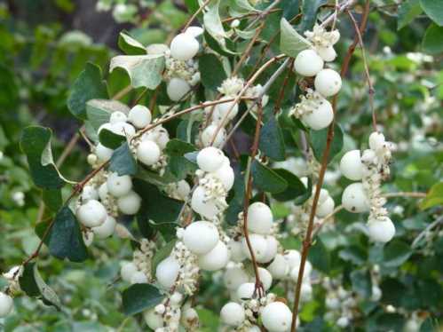 Снежноягодник західний Symphoricarpos occidentalis догляд навесні фото