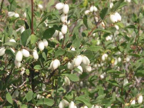 Снежноягодник горолюбівий Symphoricarpos oreophilus фото