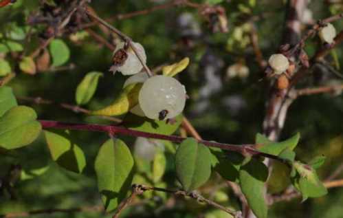 Чагарник снежноягодник мелколістний Symphoricarpos microphylus фото