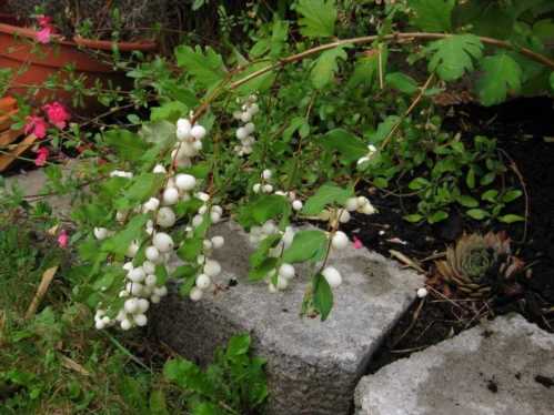 Снежноягодник м'який Symphoricarpos mollis посадка і догляд Фото в саду