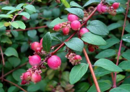 Снежноягодник Шено Symphoricarpos x chenaultii посадка і догляд Фото і опис