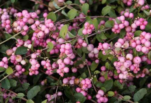 Снежноягодник доренбоза аметист Symphoricarpos doorenbosii Ametyst фото