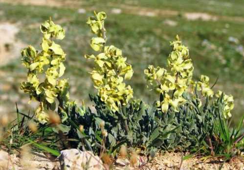 Матіола запашна або левкой запашний Matthiola odoratissima фото