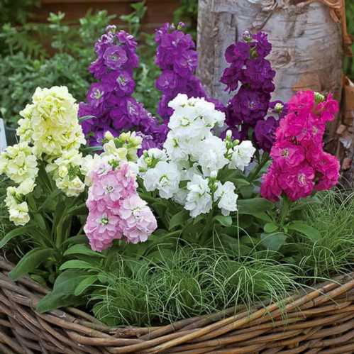 Матіола Хармоні matthiola harmony суміш фото