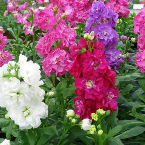 Матіола Річ арома Matthiola Incana Rich Aroma фото