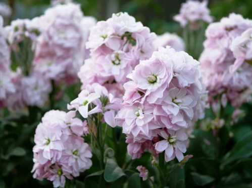 Матіола Matthiola incana Appleblossom фото