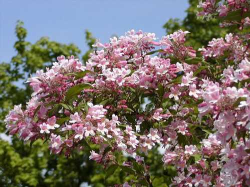 Кольквіція чарівна пинк клауд Linnaea amabilis Pink Cloud фото