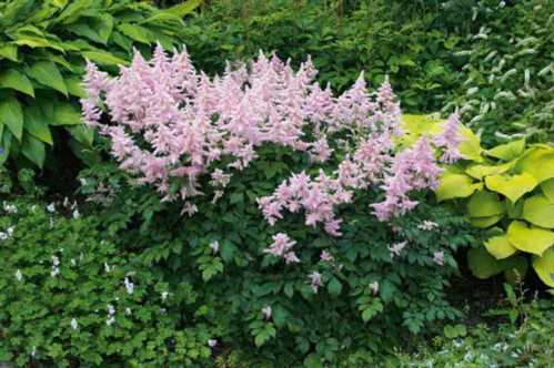 Астильба в дизайні саду Astilbe Japonica група