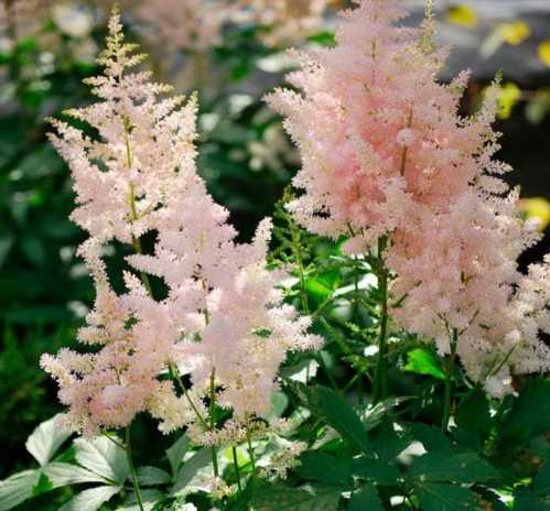 Астильба Арендса Astilbe arendsii Europa фото квітів в саду