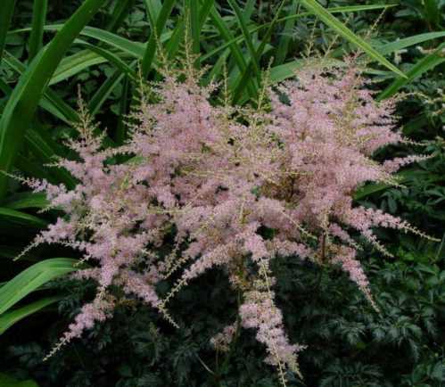 Астильба простолістная Astilbe Simplicifolia