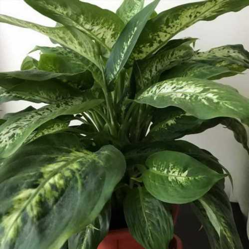 Диффенбахія сегуіна Dieffenbachia seguine сорт Tropic Snow фото