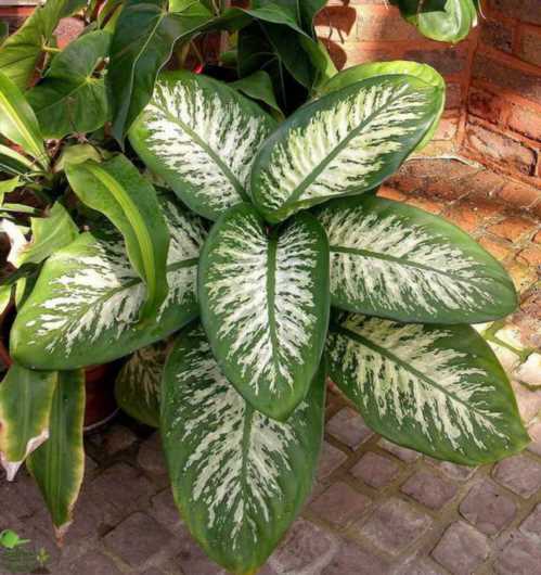 Диффенбахія Чудова Dieffenbachia magnifica або Королівська Rex фото