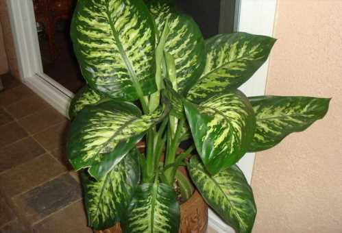 Диффенбахія Бауманна Dieffenbachia bowmannii фото