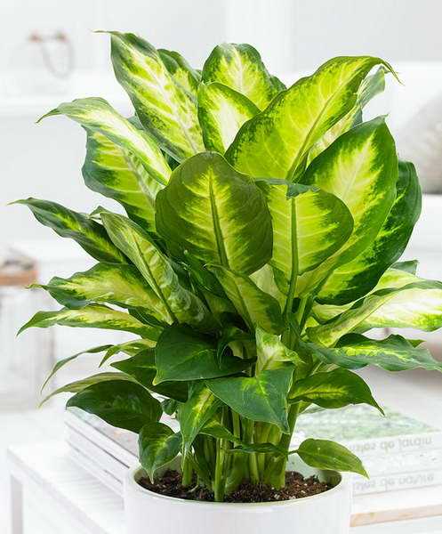 Диффенбахія Камілла Dieffenbachia Camilla фото