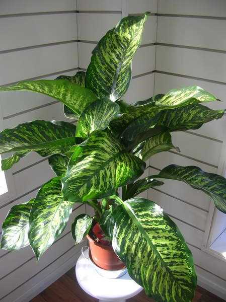 Диффенбахія Мароба Dieffenbachia Maroba фото