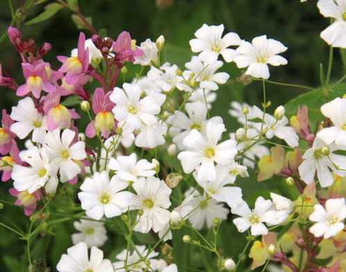 Гіпсофіла витончена Gypsophila elegans посадка і догляд фото в саду