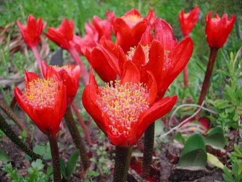 Гемантус шерлаховий Haemanthus coccineus фото