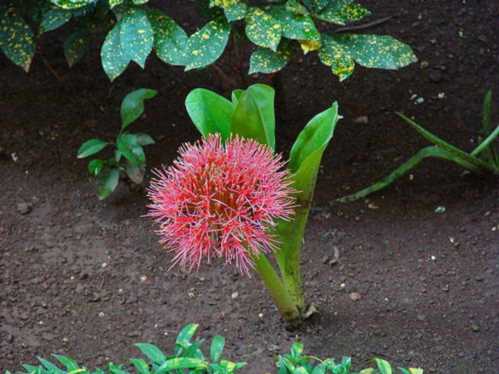 Гемантус Ліндена Haemanthus lindenii фото квітів