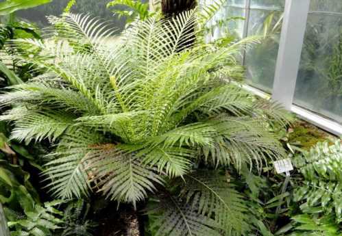 Блехнум бразильський Blechnum brasiliense фото