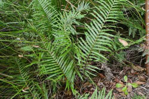 Блехнум індійський Blechnum indicum фото