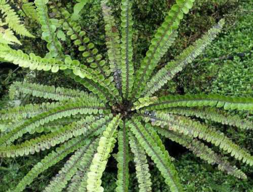 Блехнум річковий Blechnum fluviatile фото