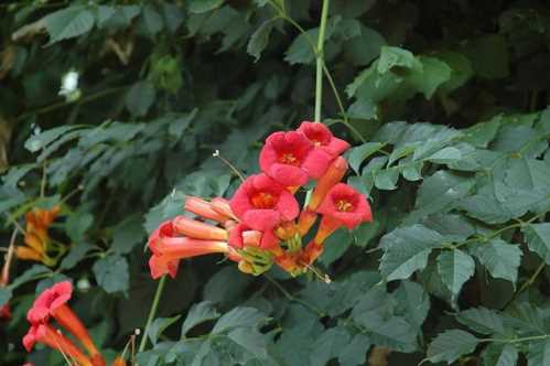 Кампсис вкорінюється Campsis radicans сорт Minnesota Red фото