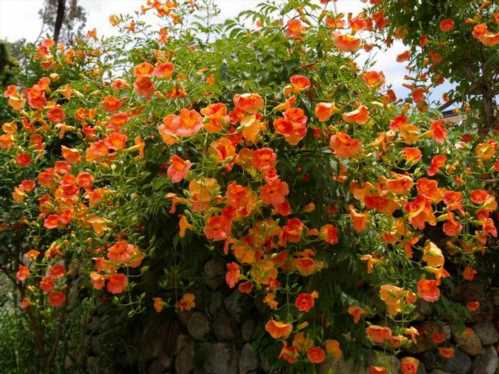 Кампсис крупноцветковий Campsis grandiflora, він же кампсис китайський, або бігнонії китайська Bignonia grandiflora фото