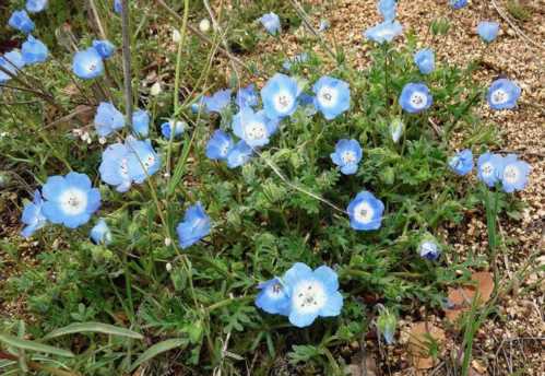 Немофіла Менціса Nemophila menziesii