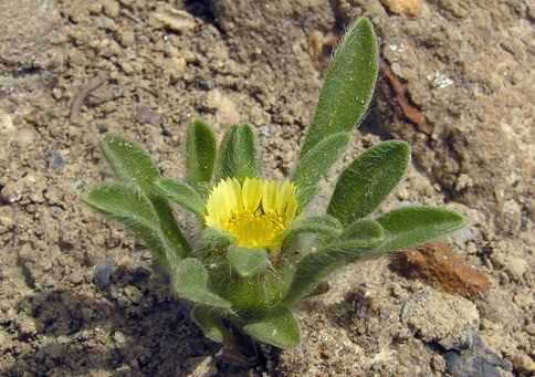 Астеріскус карликовий Asteriscus pygmaeus