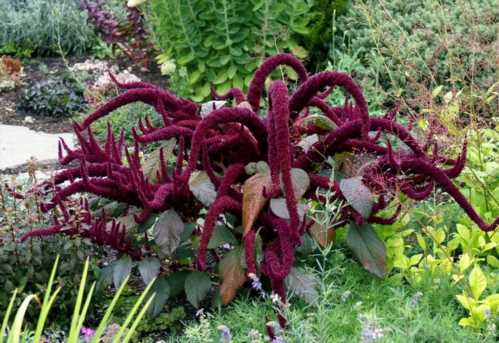 Амарант волотистий Amaranthus paniculatus фото