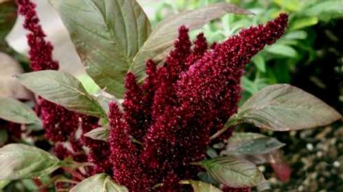 Амарант темний (Amaranthus hypochondriacus