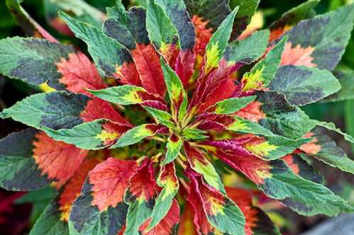 Амарант триколірний Amaranthus tricolor фото