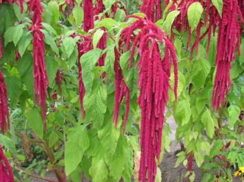 Амарант хвостатий червоний Amaranthus caudatus фото