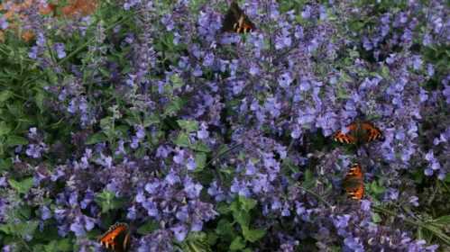 Котовник Фассена nepeta faassenii фото квітів Вирощування з насіння