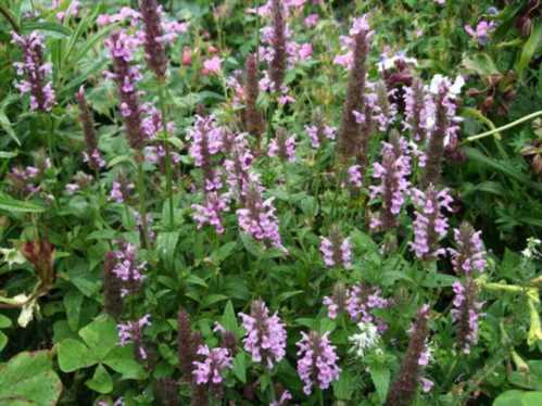 Котовник котячий пинк кет Nepeta Pink Cat фото