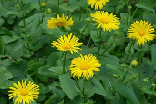 Дороникум східний Doronicum orientale фото